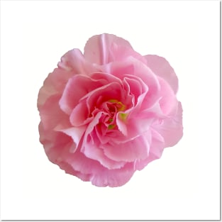 Pink Carnation Floral Photo Posters and Art